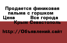 Продается финиковая пальма с горшком › Цена ­ 600 - Все города  »    . Крым,Севастополь